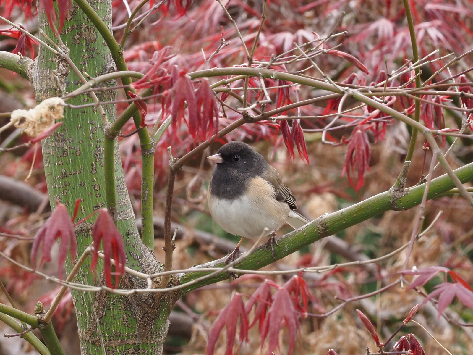 Small bird on Japanese Maple