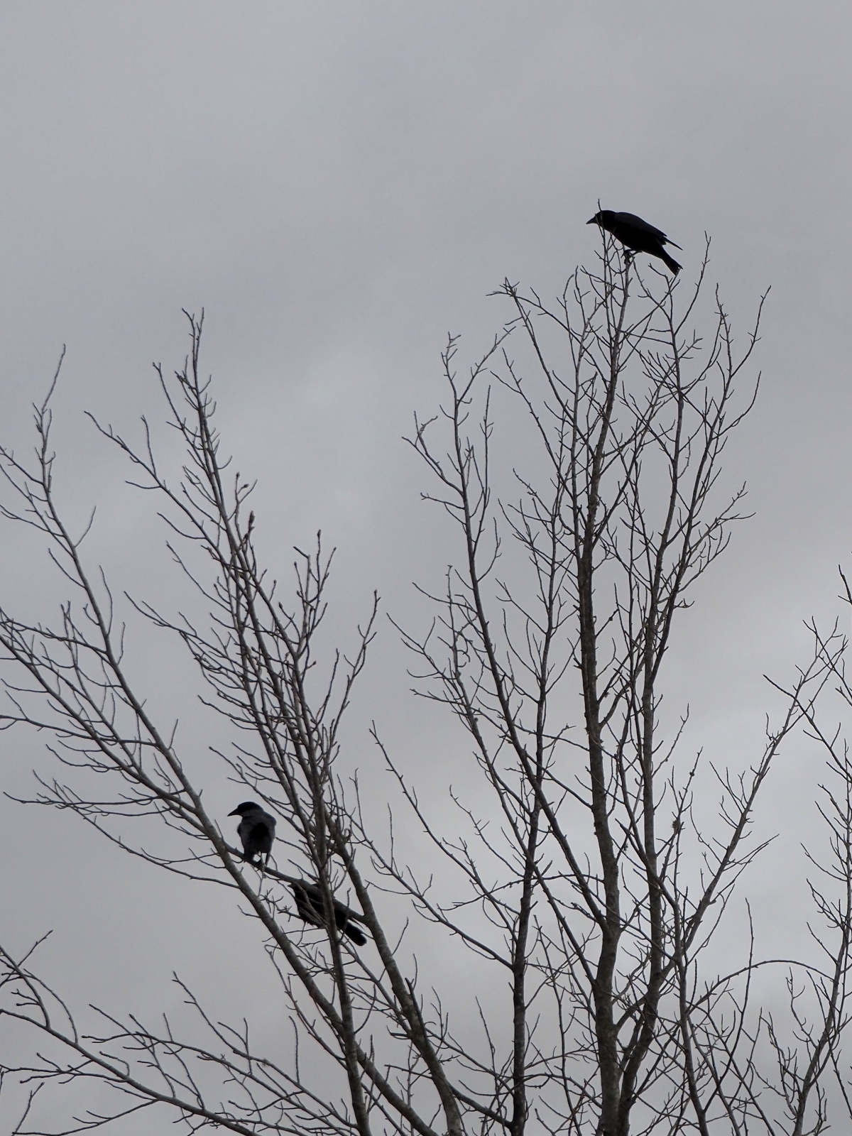 Three Crows in a tree