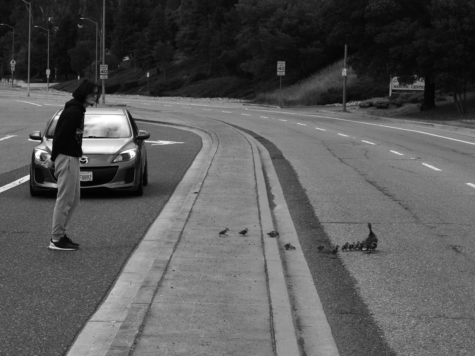 ducklings crossing a major street