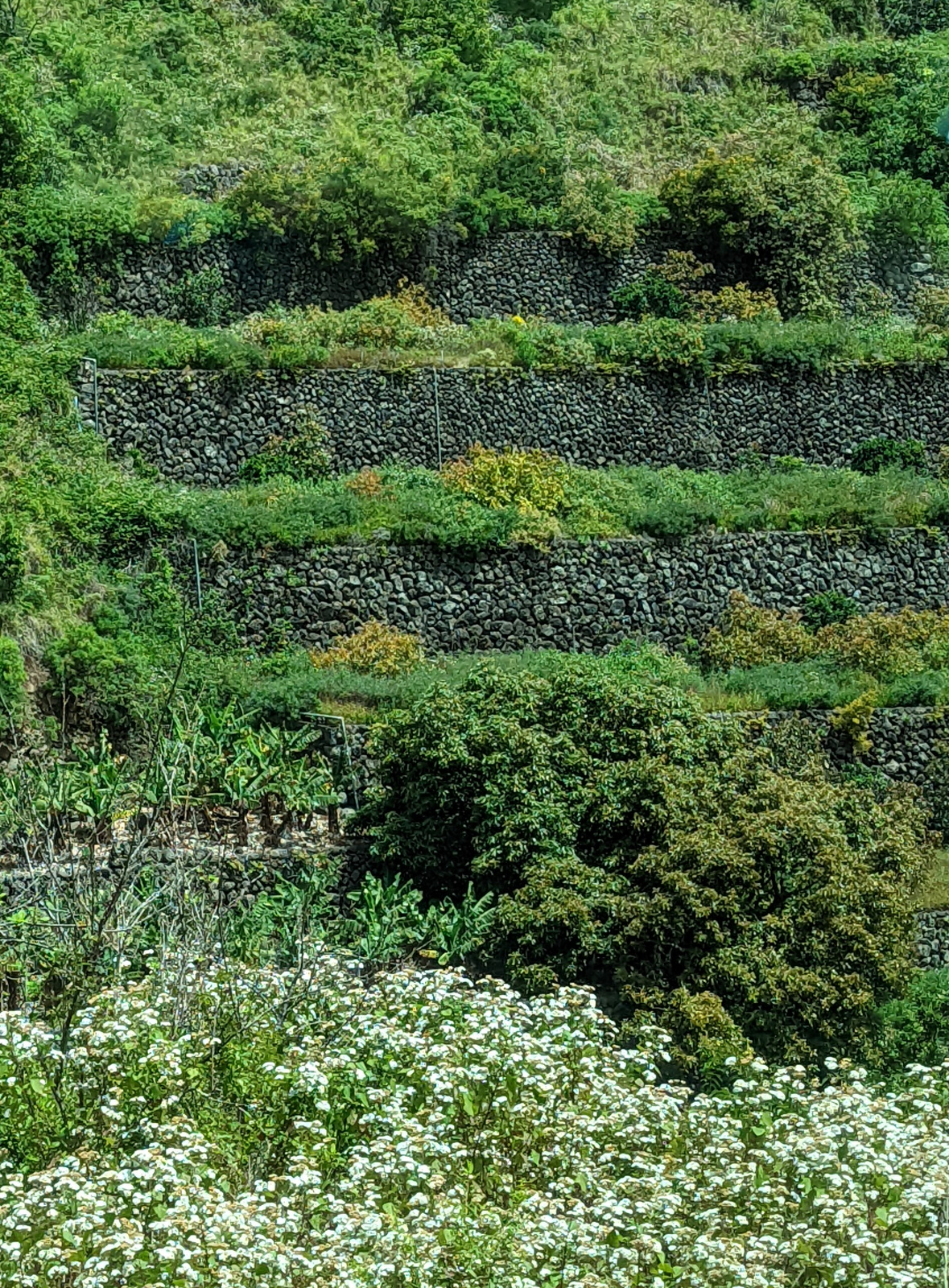 Terraces in the canyon wall