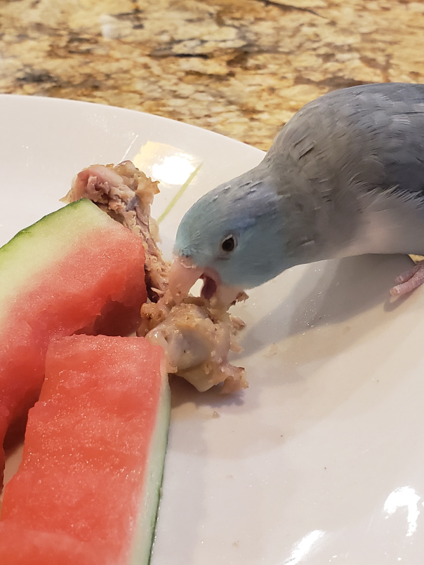 Persimmon eating a chicken leg